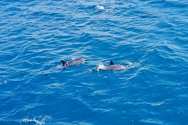 first dolphin sighting