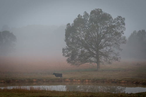 calicorock arkansas unitedstates us dogwood52 dogwoodweek44 fog tree farm pond cow