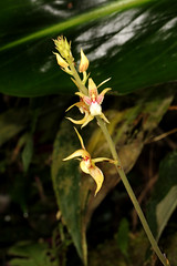 20 Plocoglottis plicata (syn Plocoglottis acuminata) - Poring Orchid Garden 2011-11-07 02