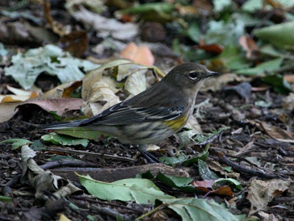 Фотографія 'Yellow-rumped Warbler'