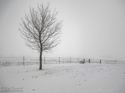 winter snow tree leaves fog farm theend farmland missouri doghouse hdr hoohaa52 hh52y352