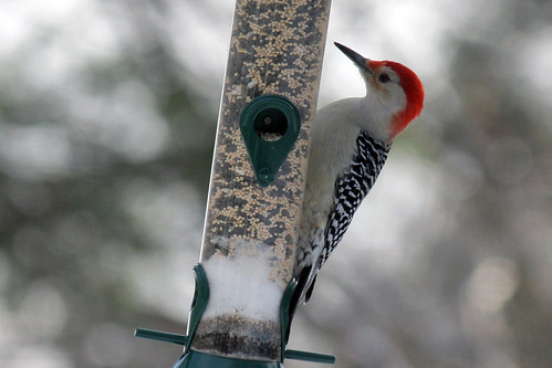 red bellied woodpecker 069