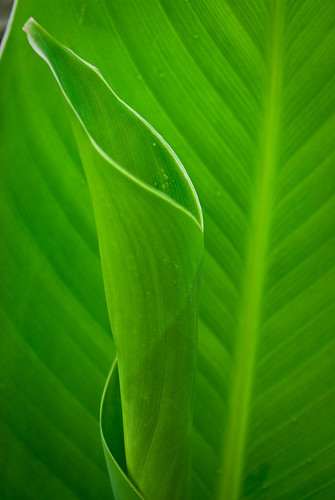 flowers flower art nature floral leaves us leaf lily patterns fineart delaware wilmington bellevue canna walldecor naturephotography leadinglines walldecoration