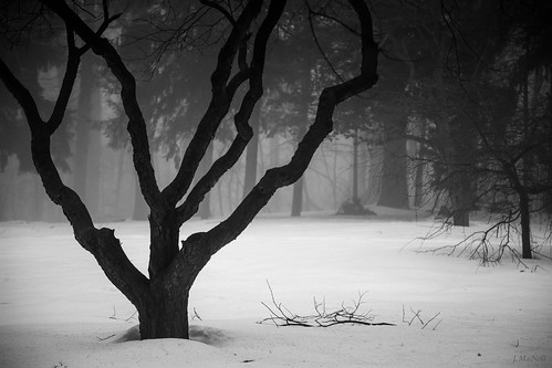 trees winter blackandwhite bw snow tree nature misty fog forest woodland dark landscape woods snowy branches foggy spooky redbud jennifermacneillphotography