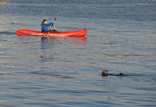 california kayak otter elkhornslough 18200vr d80 labn labcf 2013cali5916
