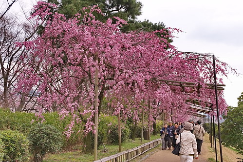 【写真】2013 桜 : 半木の道/2021-11-05/IMGP9498