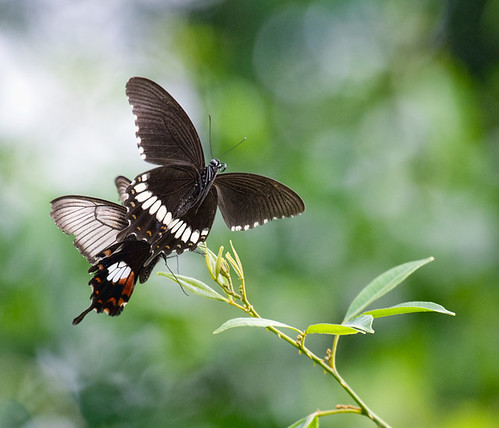 light green nature butterfly insect thailand nationalpark nikon d3 nakhonnayok khaoyai hintung