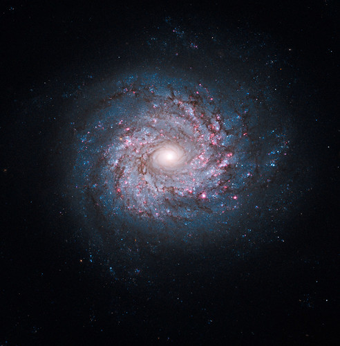 Face-on Spiral Galaxy NGC 3982