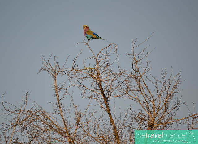 Creatures of the Kruger National Park