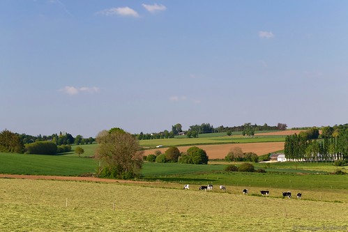 champs paysage printemps vache trévé
