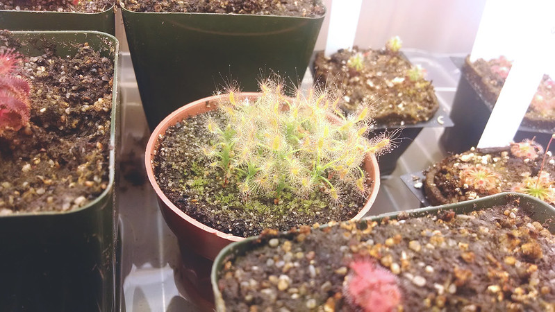 Mature Drosera scorpioides from the BACPS raffle.