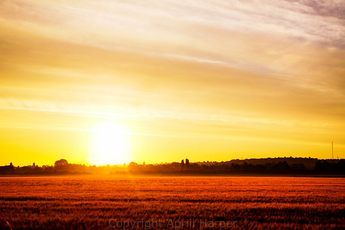grass sunrise wheat fields cloudsstormssunsetssunrises