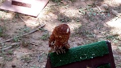 07 Rescued Screech Owl Eno Festival Durham NC 2014 130523
