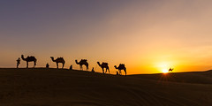 The Caravan (Thar Desert, India 2015)