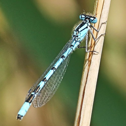 blue insect furry close legs dragonfly sony damselfly rspb commonbluedamselfly leightonmoss a65 mygearandme mygearandmepremium mygearandmebronze mygearandmesilver sonya65 slta65
