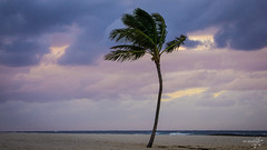 Lonely palm tree