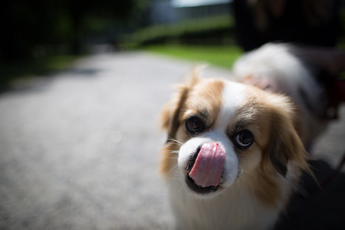 travel summer portrait dog slr animal tongue digital canon project finland photography eos photo europe flickr view image photos bokeh pics candid perspective picture pic photographs shutter expressive imagination 365 dslr project365 365days 365project 5dmkiii 5dmarkiii youperspective