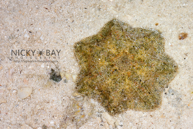 Cryptic Sea Star (Cryptasterina sp.) - DSC_6630