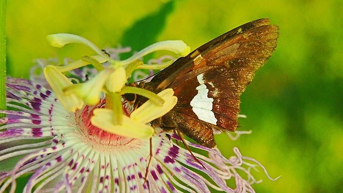 butterfly mississippi passionflower tatecounty
