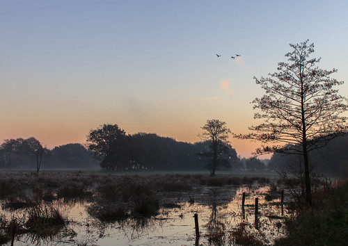 trees sky mist nature water sunrise nederland natuur drenthe zwanen zonopkomst arjangrendelman