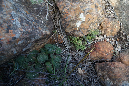 Pelargonium  barklyi grows in shade of stones