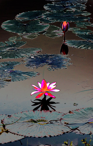lake flower canon waterlily lotus beautifulflower pinklotus fantasticflower thebestflower flickrfantasticflower excellentflower indiasnationalflower awesomeblossoms canont3i fantasticblossom excellentblossom