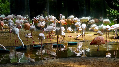 flamingo flamingos aves ave grupo phoenicopterusruber bando fozdoiguaçu parquedasaves phoenicopteruschilensis quantidade flamingochileno flamingogrande parchen carlosparchen flamingoamericano