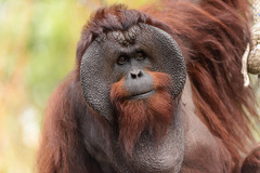 Male Bornean Orangutan - Big Cheeks