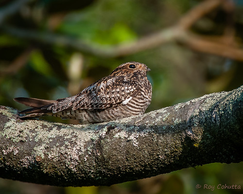 display perch minor roost courtship commonnighthawk chordeiles roycohutta