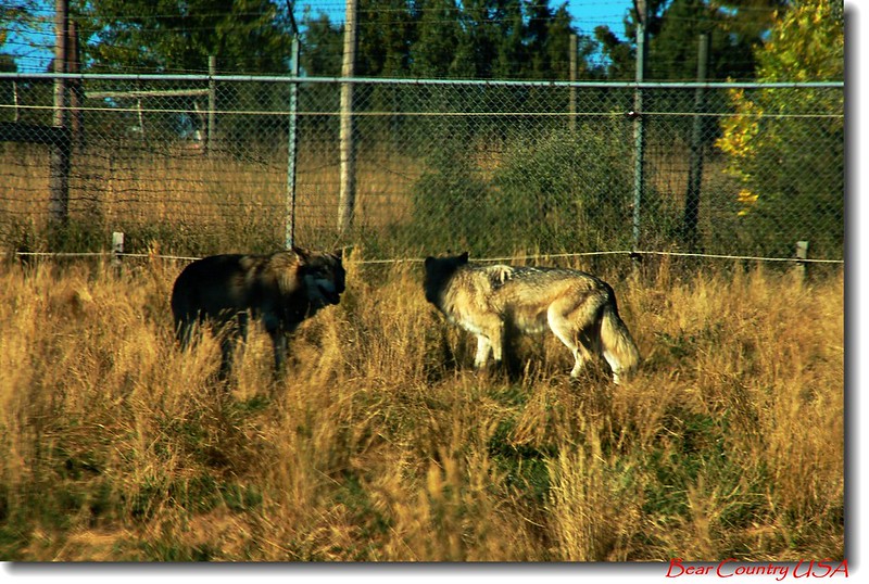 Timber Wolves 3