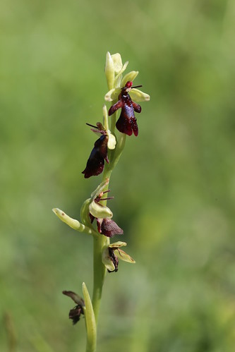 Fly Orchid, Ophrys insectifera
