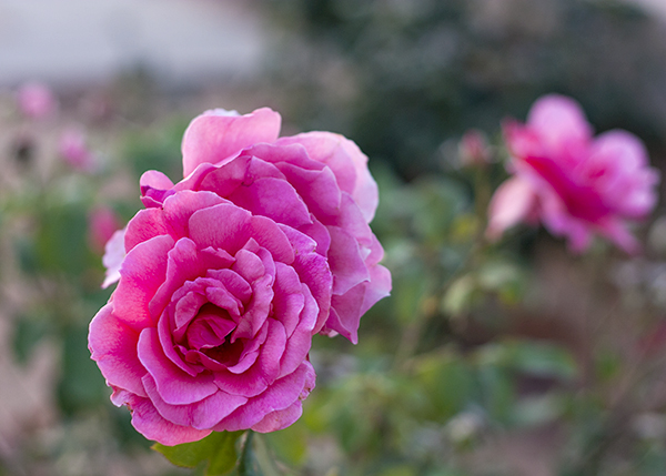 rose garden tel aviv, rose, גן הורדים פארק הירקון תל אביב