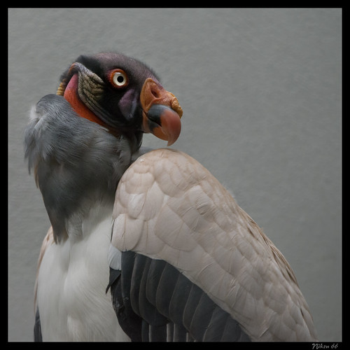nikon stlouiszoo vulture kingvulture d800 70200mmf28nikkor ©copyright