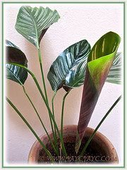 Our potted Calathea ornata 'Sanderiana' (Calathea Broad Leaf, Striped Calathea, Pin-stripe Plant), 18 June 2014