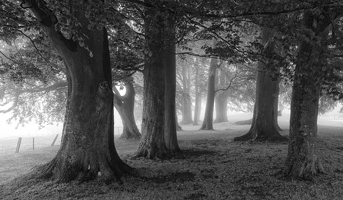 trees light bw white mist black fog landscape mono woods nikon mood broadway cotswolds worcestershire d7000 jactoll