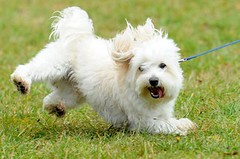 Běžec očima psa - soupeř, kořist, nebo parťák na hraní?