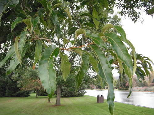tree oak oaktree sawtoothoak