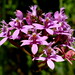 Epidendrum - Photo (c) Andreas Kay, algunos derechos reservados (CC BY-NC-SA)