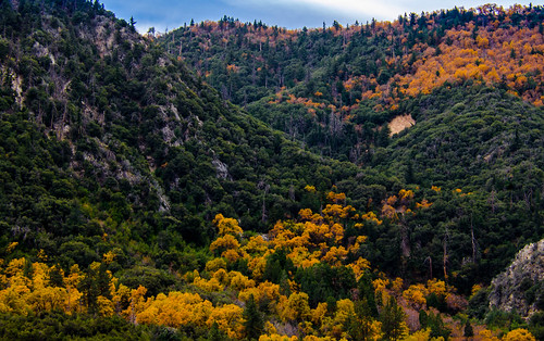 california trees fall landscape photography nikon seasons unitedstates mentone sanbernardinocounty d7000 photographersontumblr