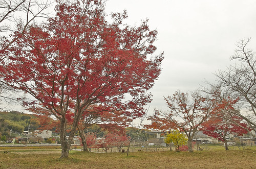 【写真】2013 紅葉 : 観音寺/2021-05-12/IMGP3645