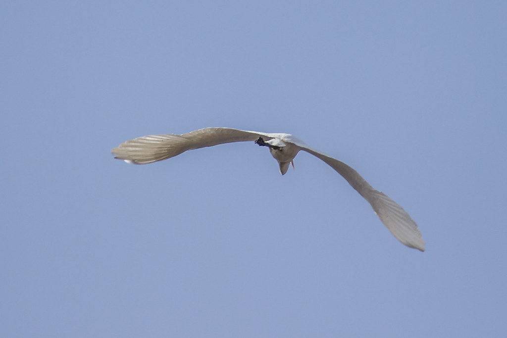 Snowy Egret's Flying