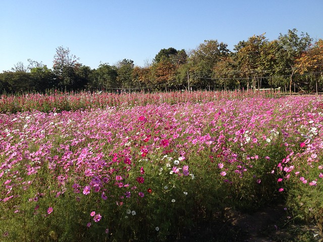 Flower Fields at Chiang Mai University