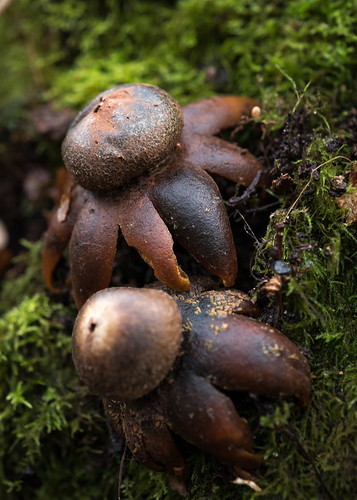 france macro photographie fungi champignon leslandes sabres aquitaine mycota mycètes régnedesmycotaetdesfungi poursouguère