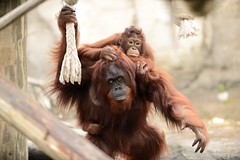 Mother Orangutan Carrying Daughter