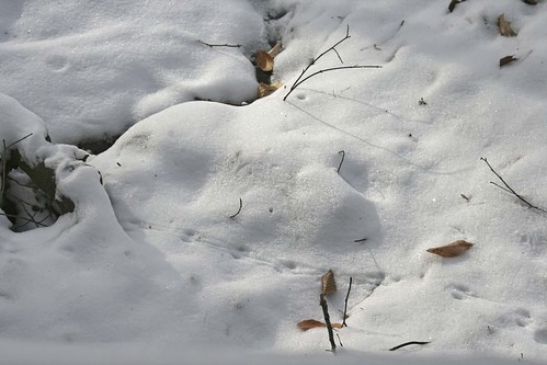 Scamper: Dawes Arboretum in Winter