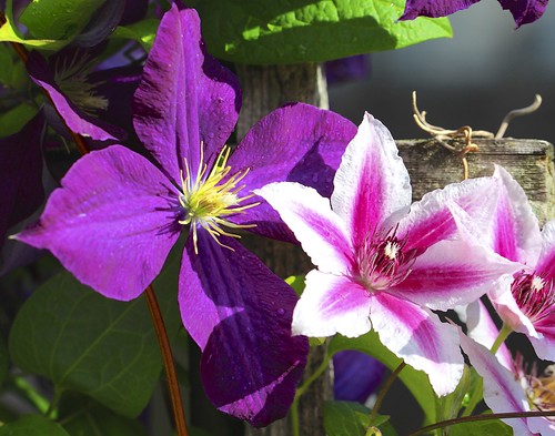 flowers spring purple clinton clematis may missouri mommas 2014