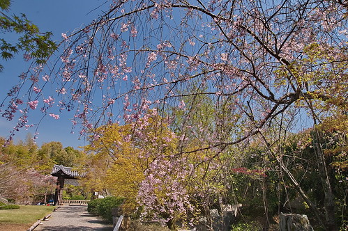 【写真】2013 桜 : 勧修寺/2021-02-03/IMGP9913