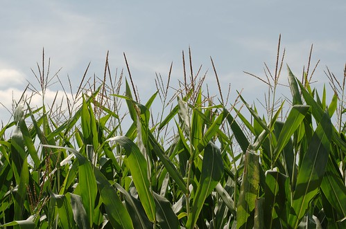 rural illinois corn farmland agriculture mcleancountyillinois august2013