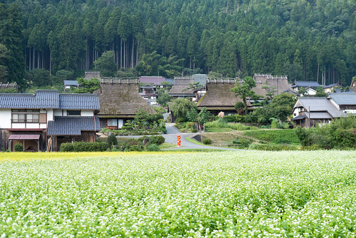 flower japan landscape kyoto 日本 風景 そば 京都府 美山町 2013 nikond600 かやぶきの里 南丹市