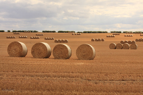 field drums countryside farming harvest fields bales cambridgeshire rolling stubble hedgerow melbourn arable 520838600161